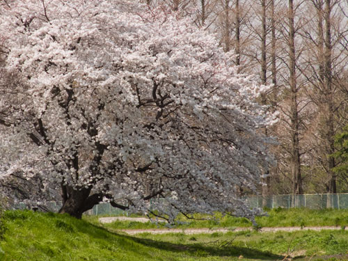 元荒川の桜