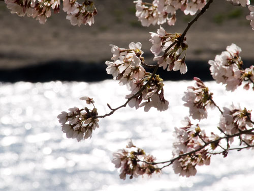 元荒川　桜