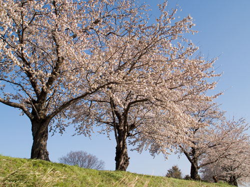 元荒川　永代橋付近の桜