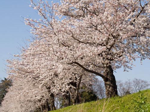 元荒川　永代橋付近の桜