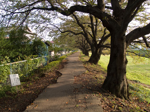 桜並木　元荒川沿い