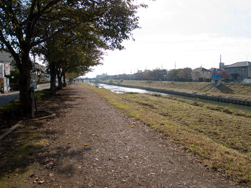 桜並木　戸井橋（国道４号）～念佛橋