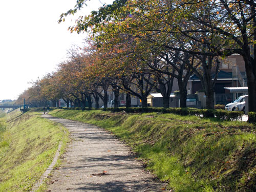 桜並木　宮野橋　