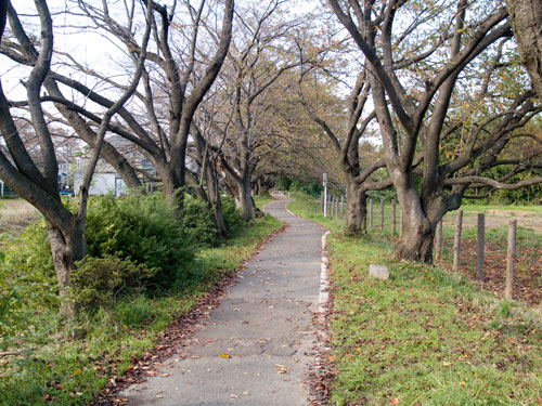 元荒川　岩槻橋付近のサイクリングロード