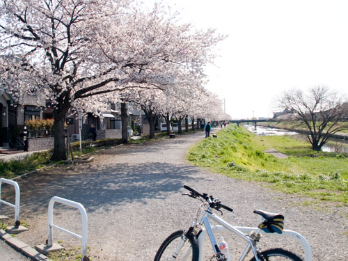 せんげん台　新方川の桜