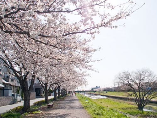 せんげん台　新方川の桜