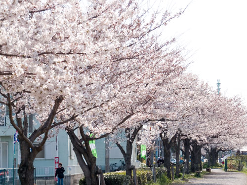 せんげん台　新方川の桜