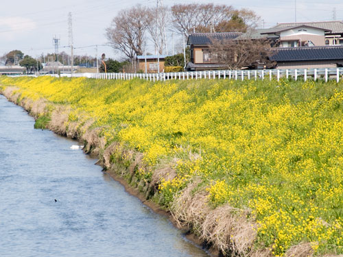 中川の菜の花