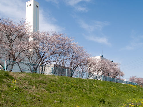 中川の桜