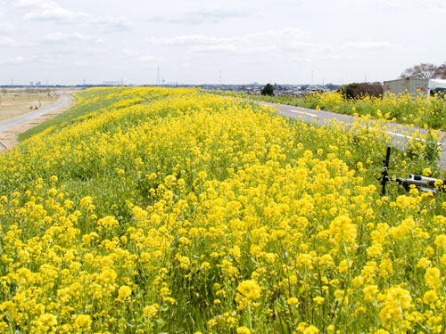 江戸川　菜の花