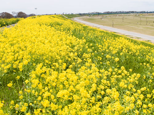 江戸川　菜の花