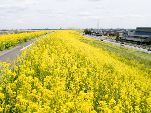 江戸川　菜の花