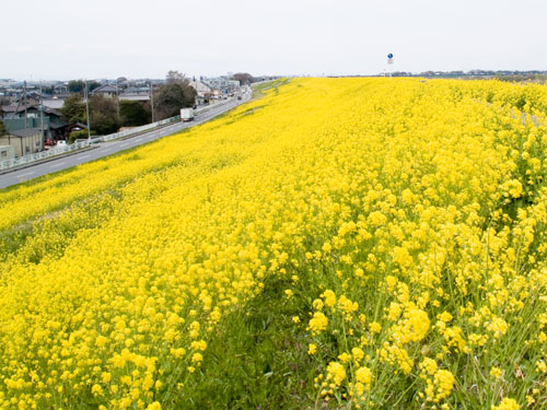 江戸川　菜の花