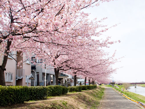 新方川の桜