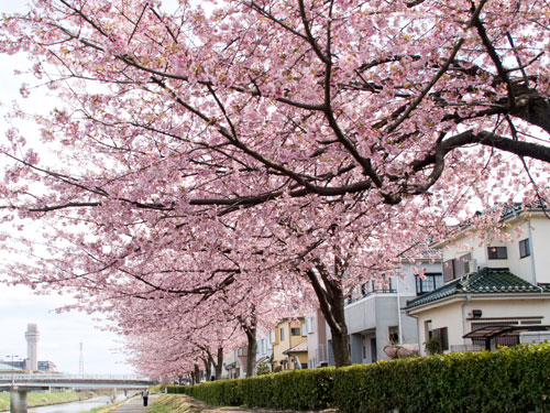 新方川の桜