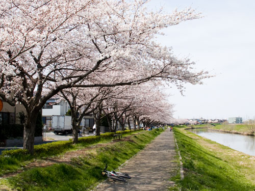 新方川の桜