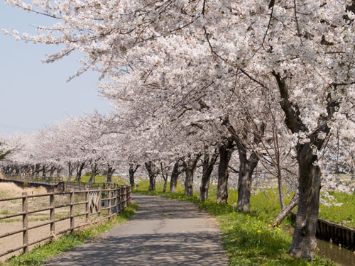 春日部市庄和町の桜　中庄内排水路