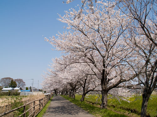 春日部市庄和町の桜　中庄内排水路