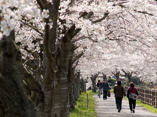 春日部市庄和町の桜　中庄内排水路