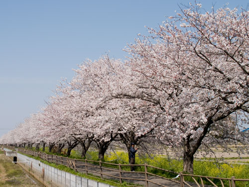 春日部市庄和町の桜　中庄内排水路