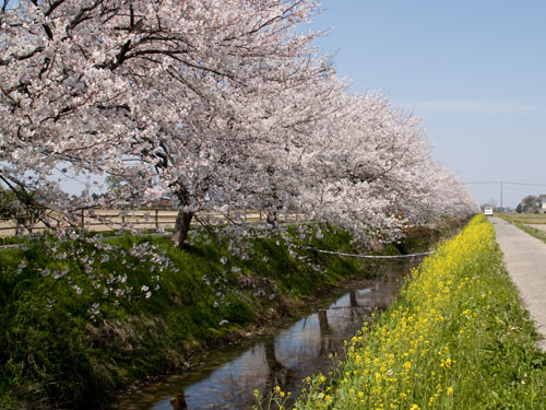 春日部市庄和町の桜　中庄内排水路