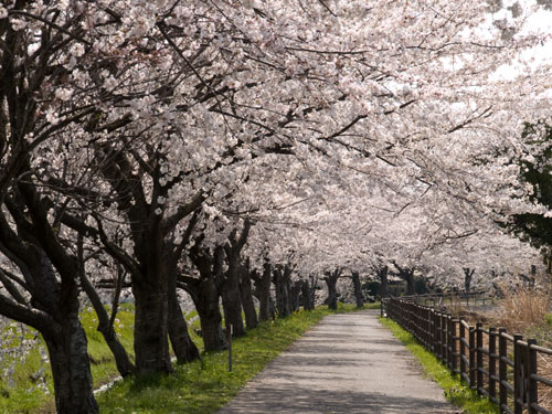 春日部市庄和町の桜　中庄内排水路