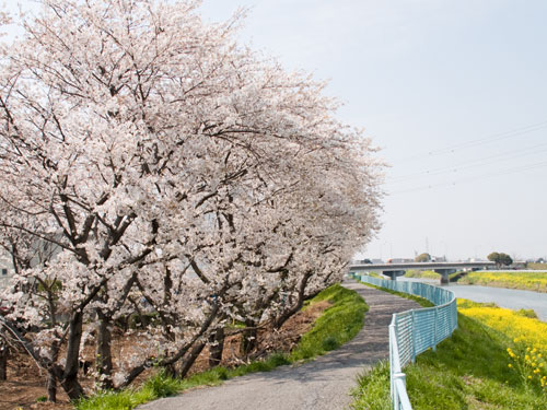 中川の桜