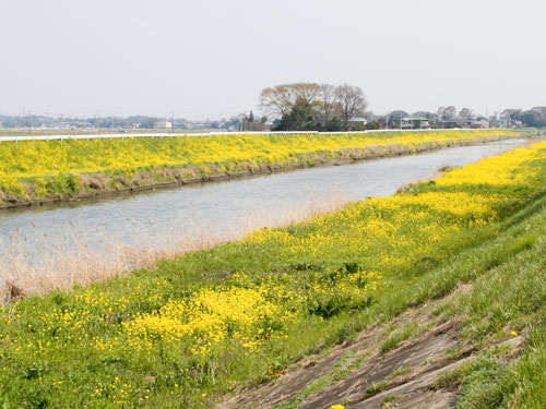 中川の菜の花