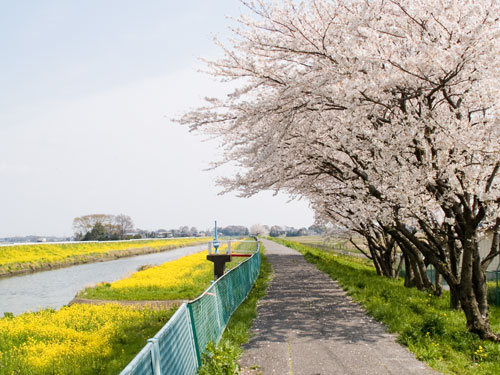 中川の桜