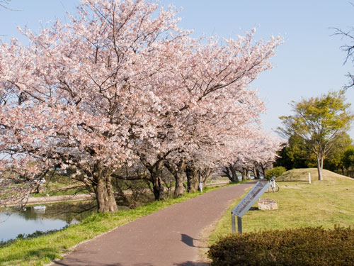 元荒川　永代橋付近の桜