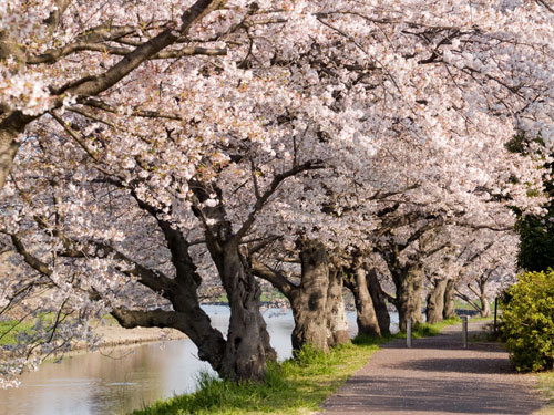 元荒川　永代橋付近の桜