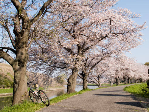 元荒川　永代橋付近の桜