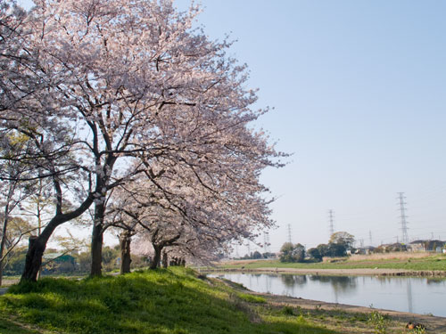 元荒川　永代橋付近の桜