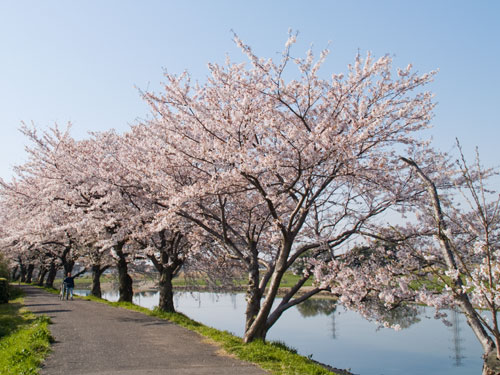 元荒川　永代橋付近の桜