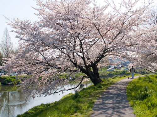 北越谷付近の桜