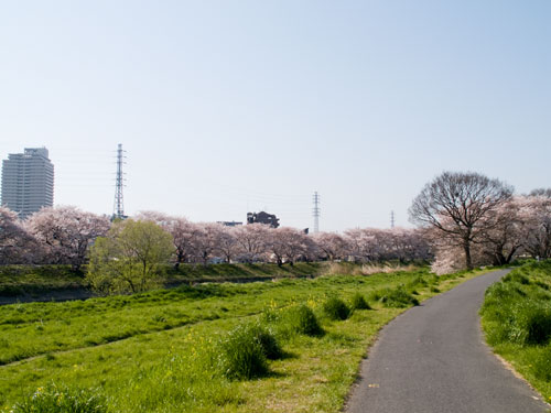 桜