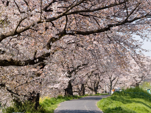 元荒川の桜