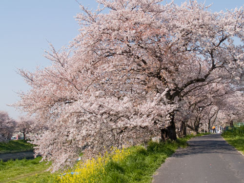 北越谷付近の桜