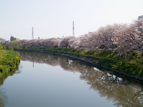 元荒川　北越谷付近の桜