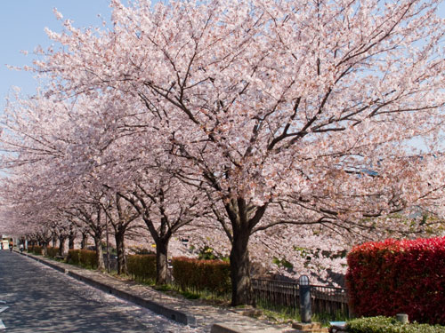 逆川の桜