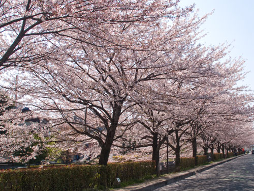 逆川の桜