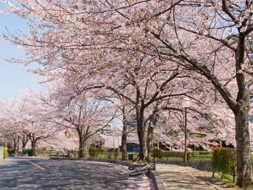 逆川の桜