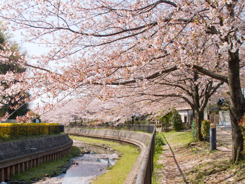 逆川の桜