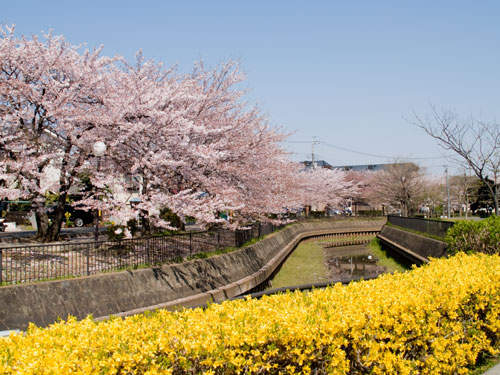 逆川の桜