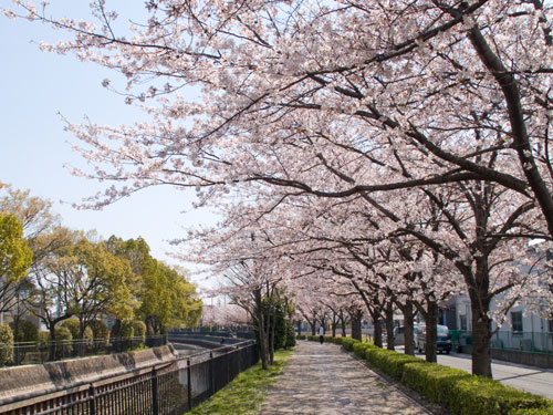 逆川の桜