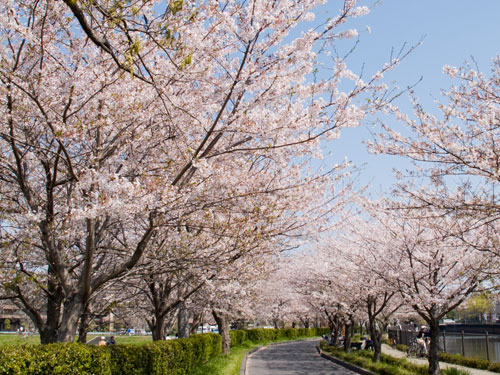 越谷市　大吉公園の桜
