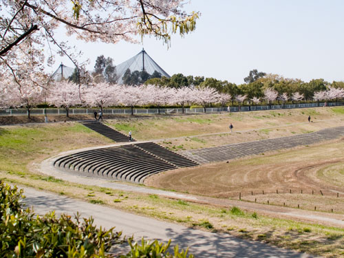 越谷市　大吉公園の桜