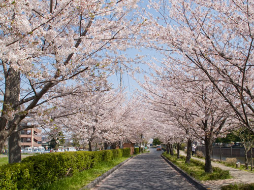 越谷市　大吉公園の桜