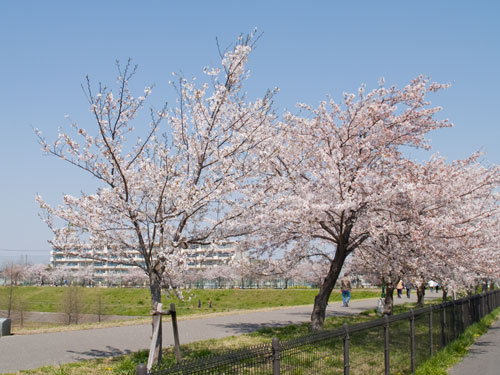 越谷市　大吉公園の桜