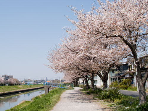 せんげん台　新方川の桜